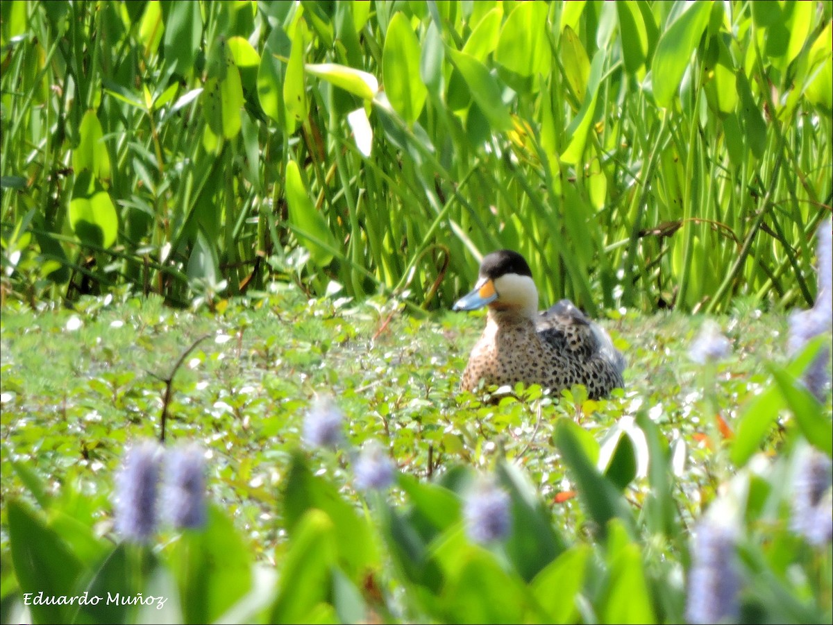 Silver Teal - Hermann Eduardo Muñoz