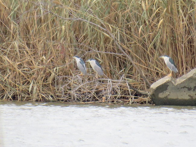 Black-crowned Night Heron - ML189245711