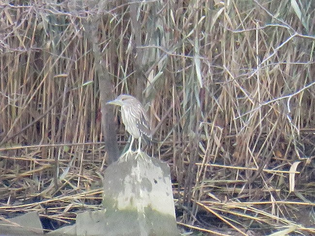 Black-crowned Night Heron - ML189246101