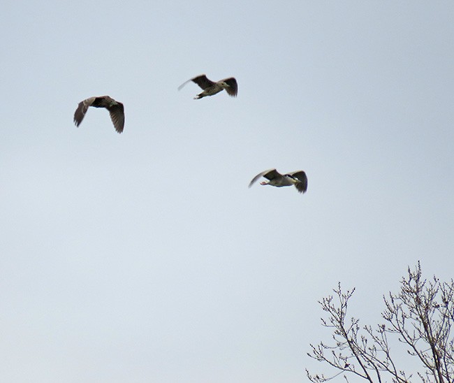 Black-crowned Night Heron - ML189246151