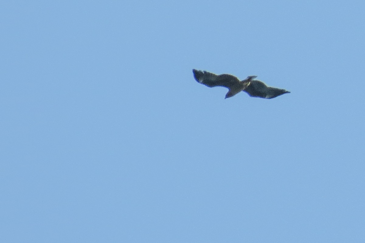 African Fish-Eagle - Rei Segali