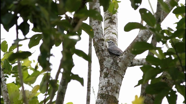 Snowy Cotinga - ML189249591