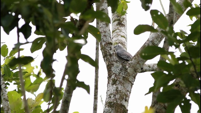 Cotinga neigeux - ML189249801