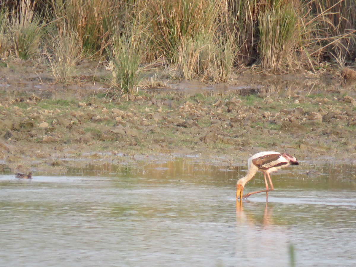 Painted Stork - Martin Heffron