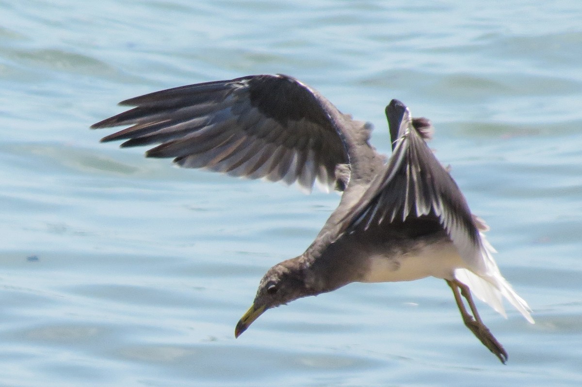 Sooty Gull - Rei Segali