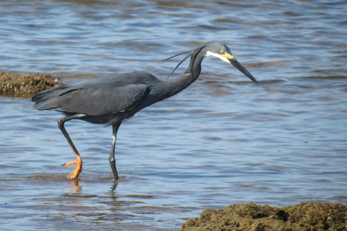 Little Egret (Dimorphic) - Rei Segali