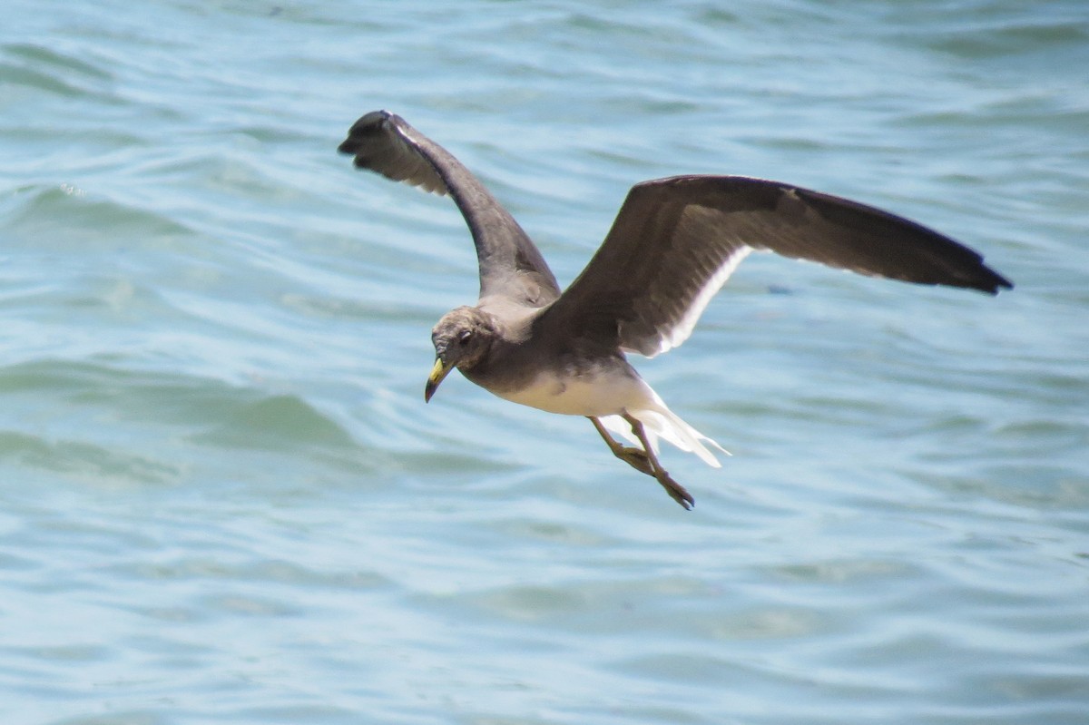 Sooty Gull - ML189249931