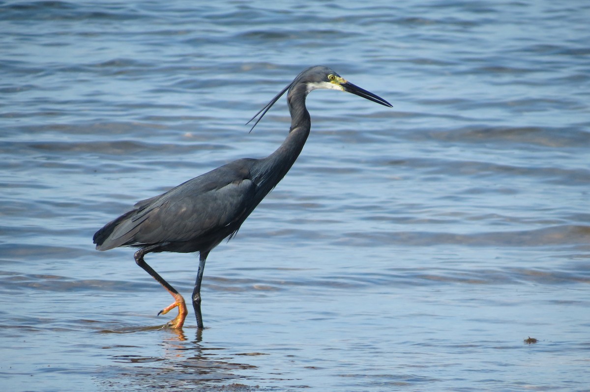 Seidenreiher (dimorpha) - ML189249941