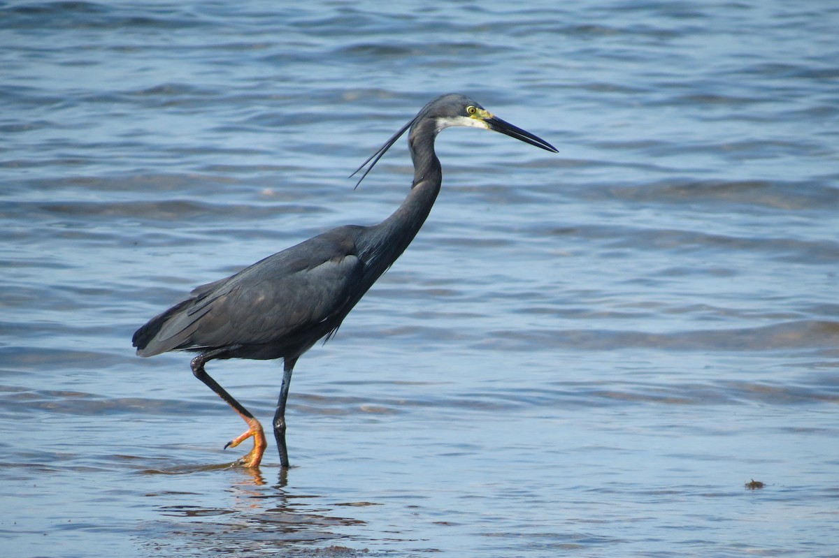 Little Egret (Dimorphic) - ML189249941