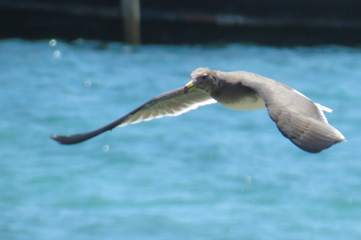 Sooty Gull - ML189250051