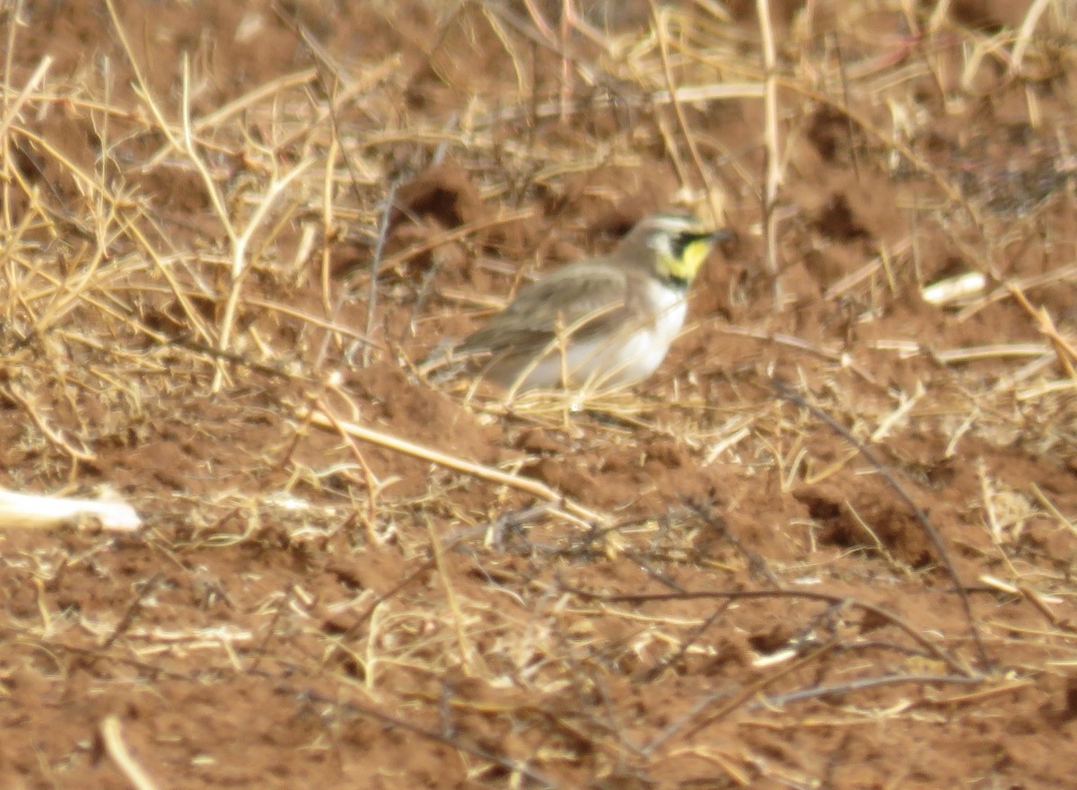 Horned Lark - ML189251271