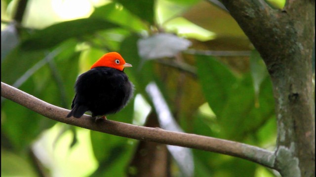 Manakin à cuisses jaunes - ML189252151