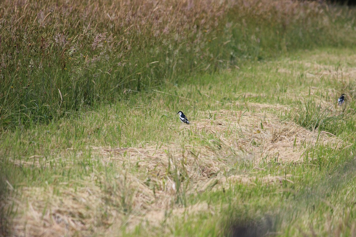 ミイロサンショウクイ - ML189252381