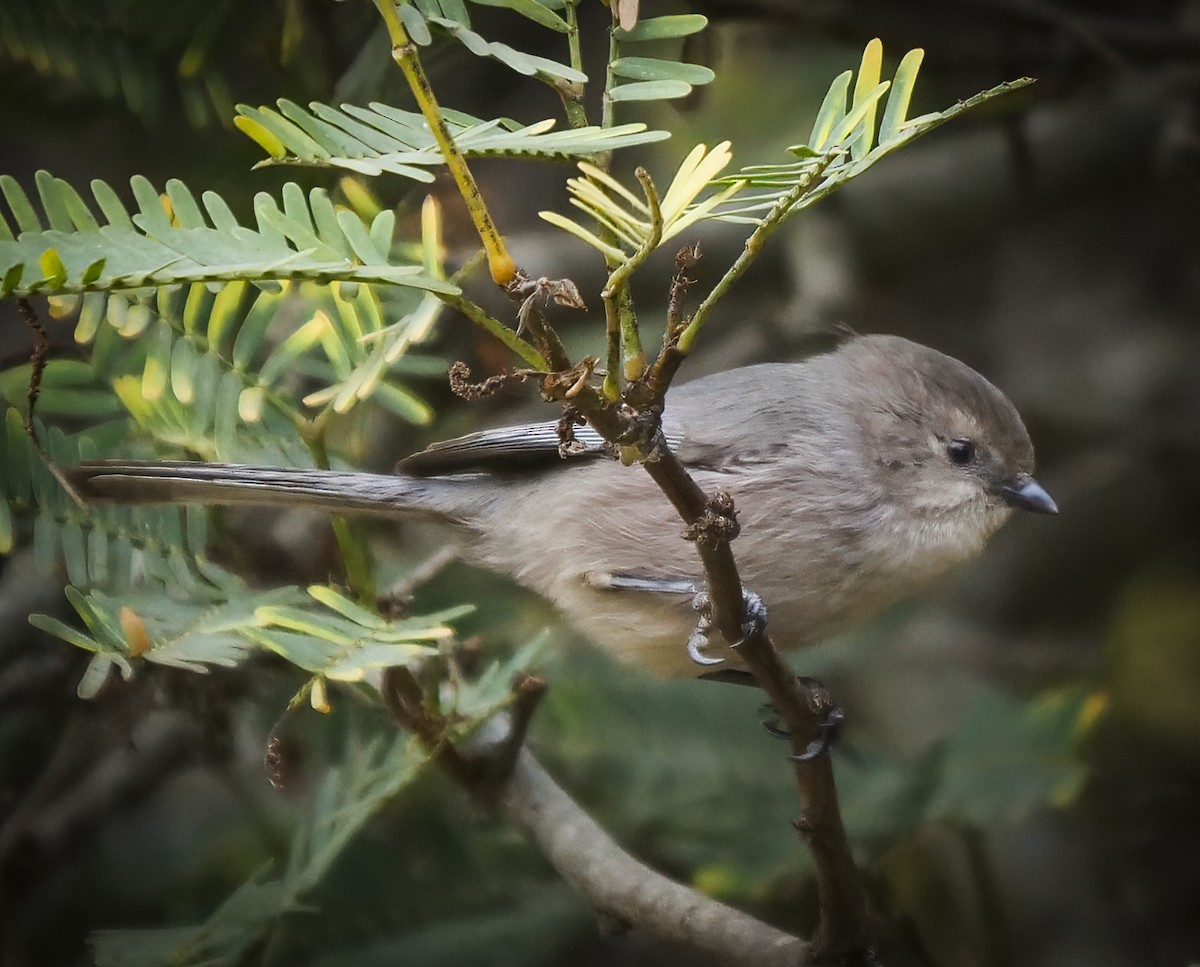 Bushtit - ML189253081