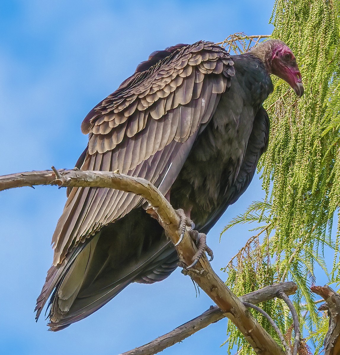 Turkey Vulture - Ann Baldwin