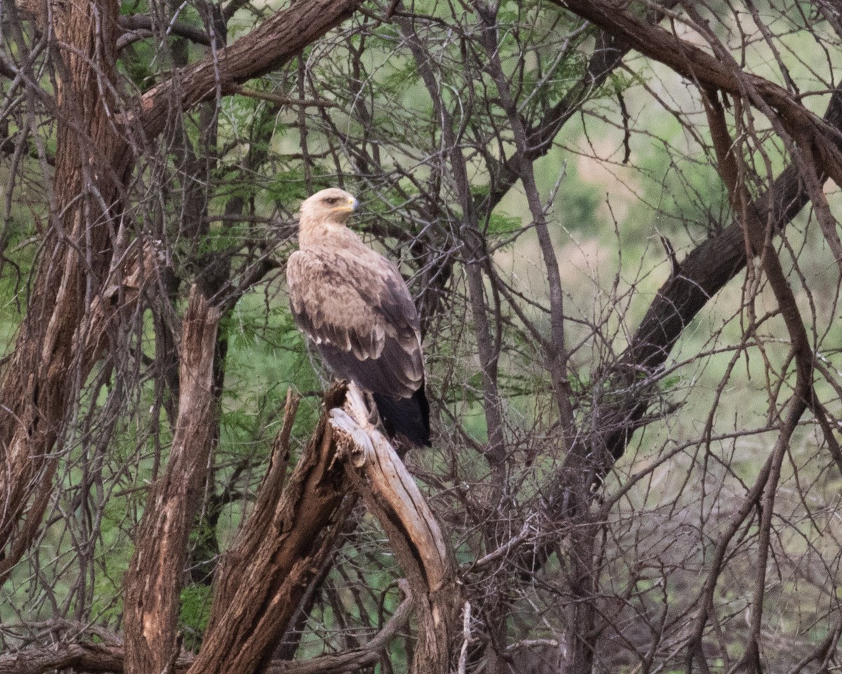 Steppe Eagle - ML189253911