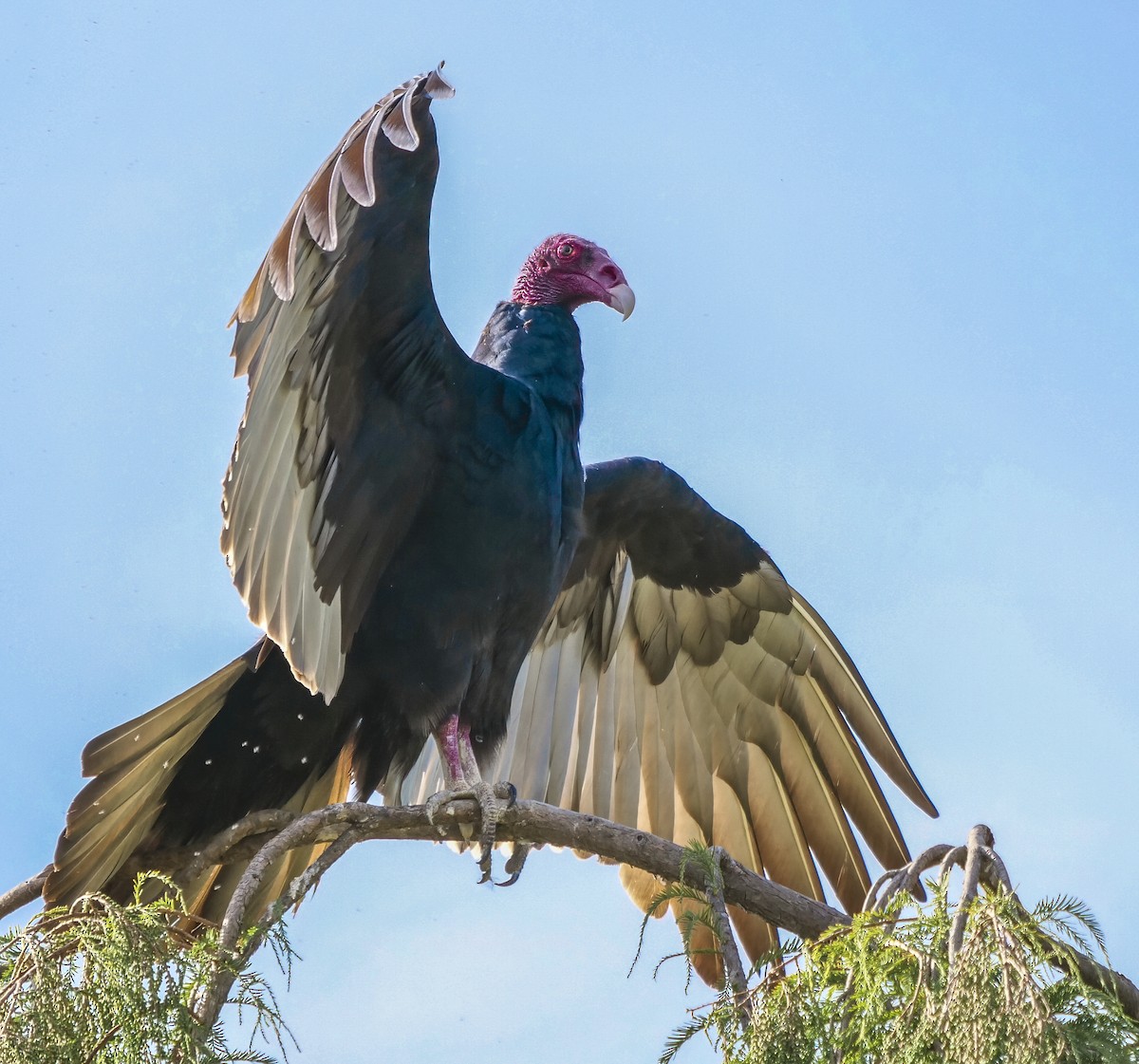 Turkey Vulture - Ann Baldwin