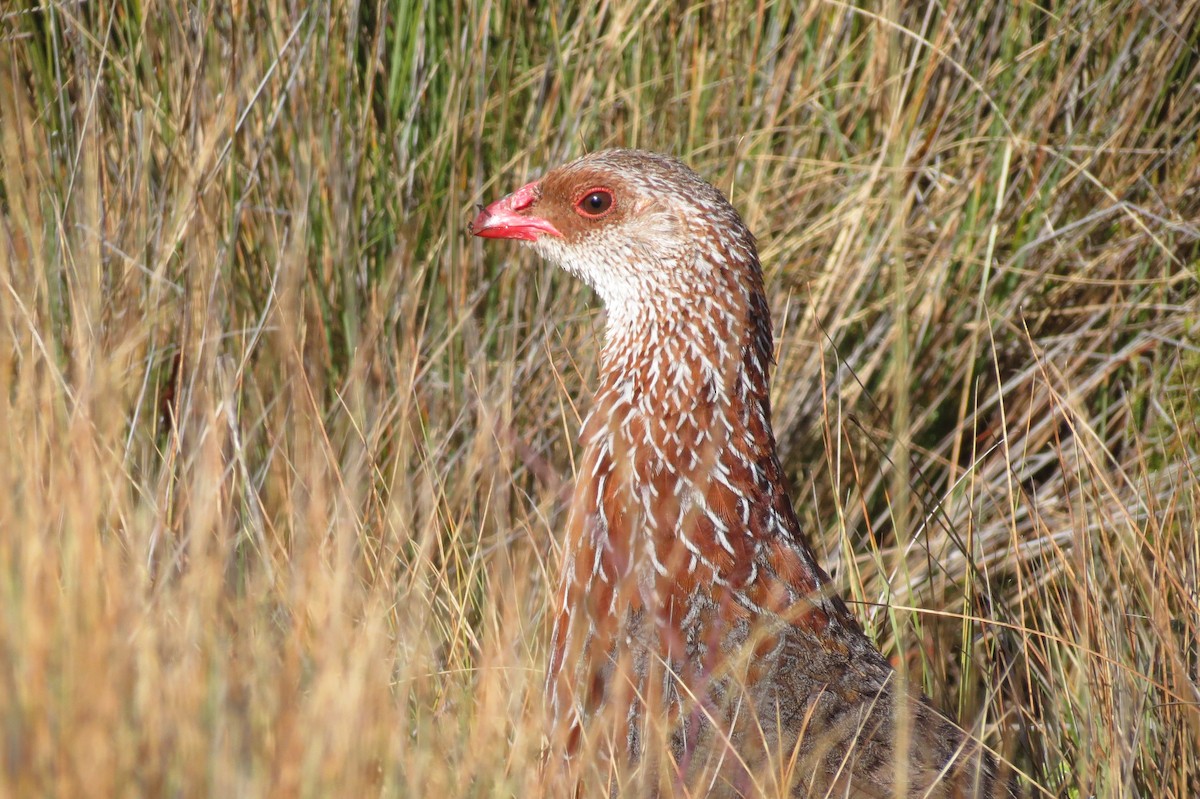 Jackson's Spurfowl - Rei Segali