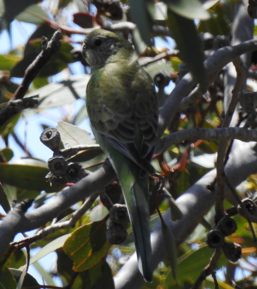 Red-rumped Parrot - ML189255501