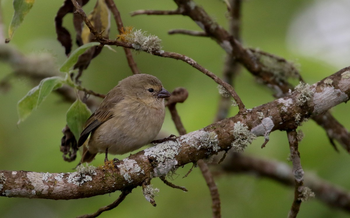 ML189255841 - Small Tree-Finch - Macaulay Library