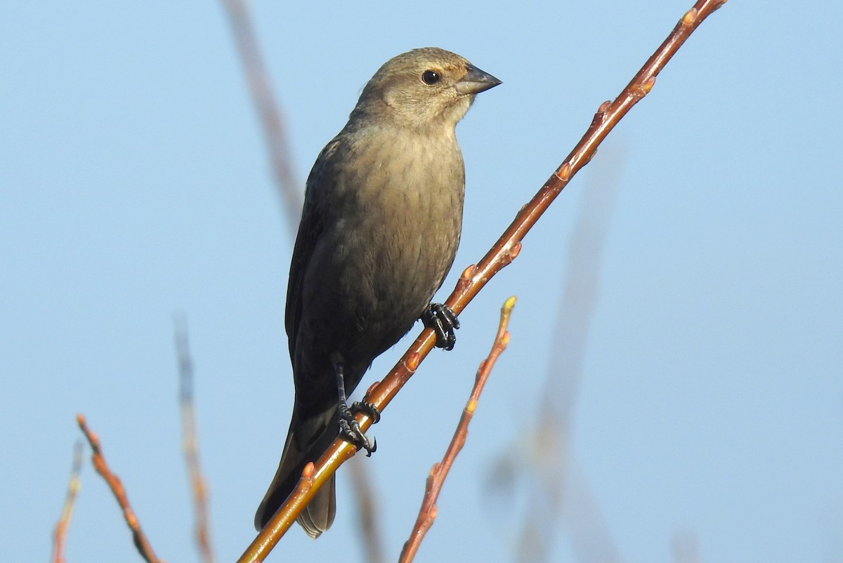 Brown-headed Cowbird - ML189255881