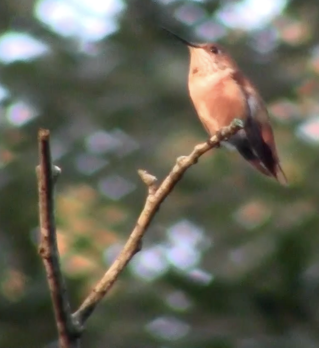 Rufous Hummingbird - ML189256211