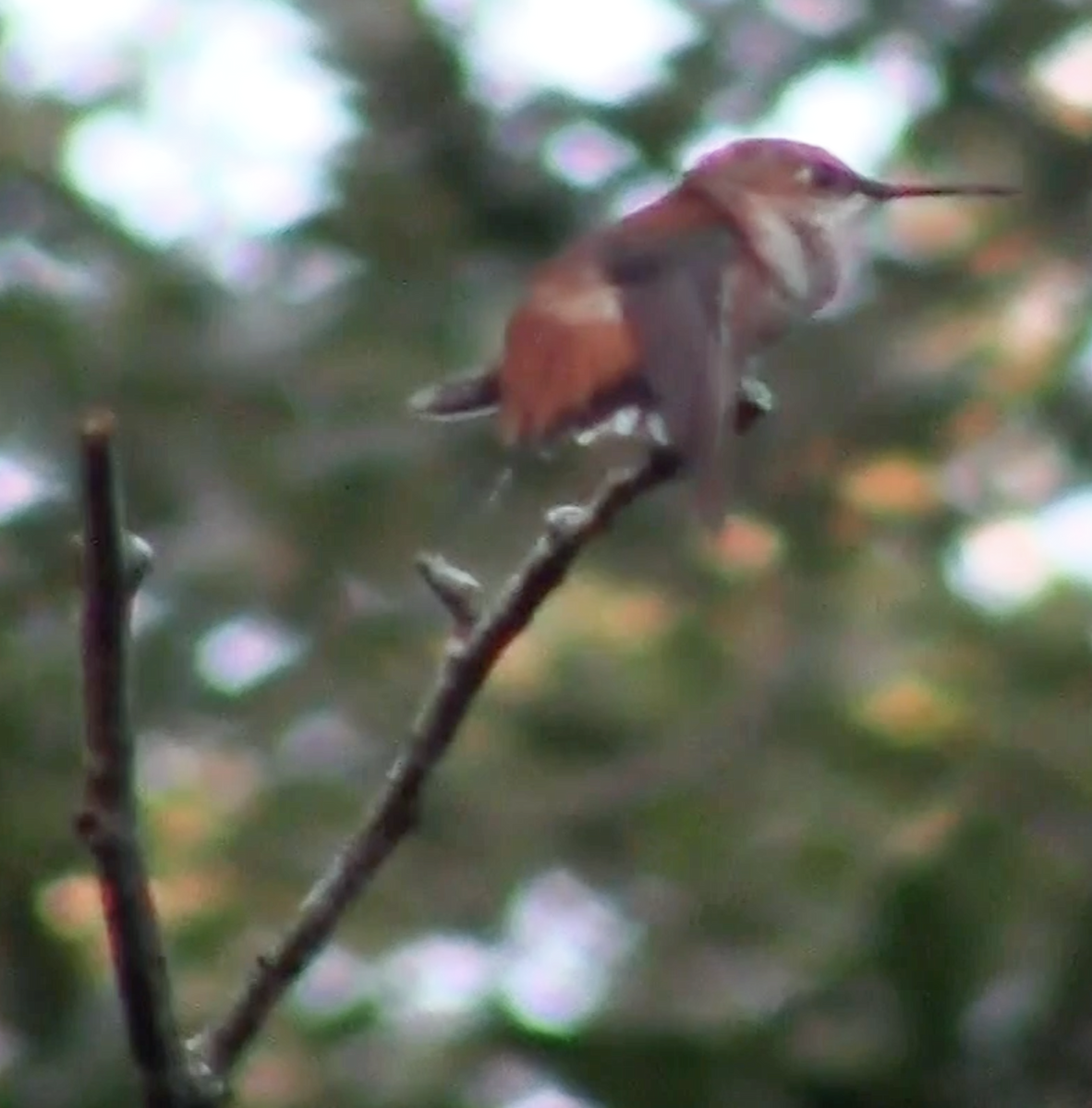 Rufous Hummingbird - ML189256221