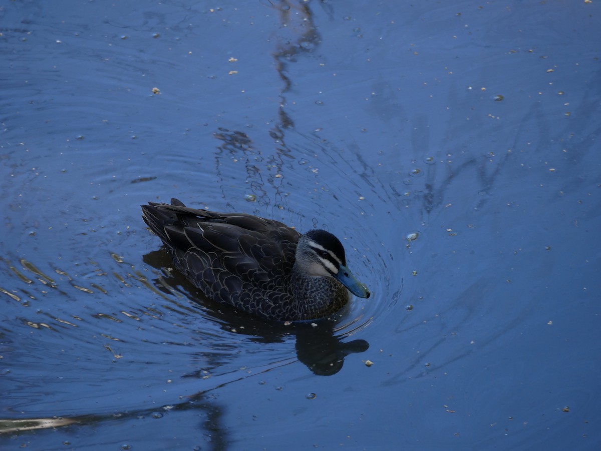 Pacific Black Duck - ML189257131