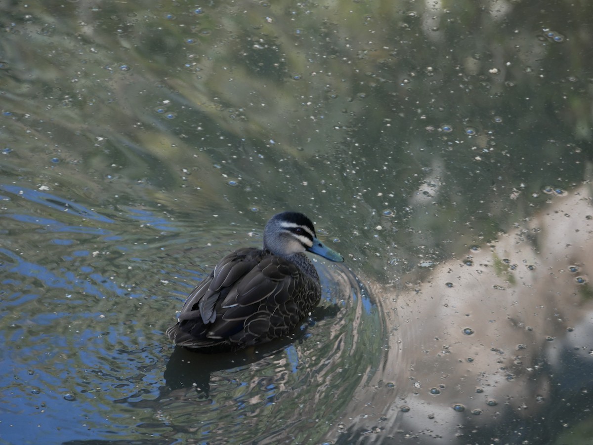 Pacific Black Duck - ML189257161