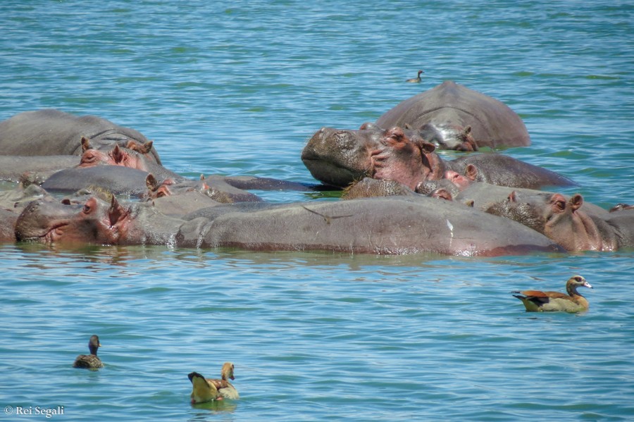 Yellow-billed Duck - Rei Segali