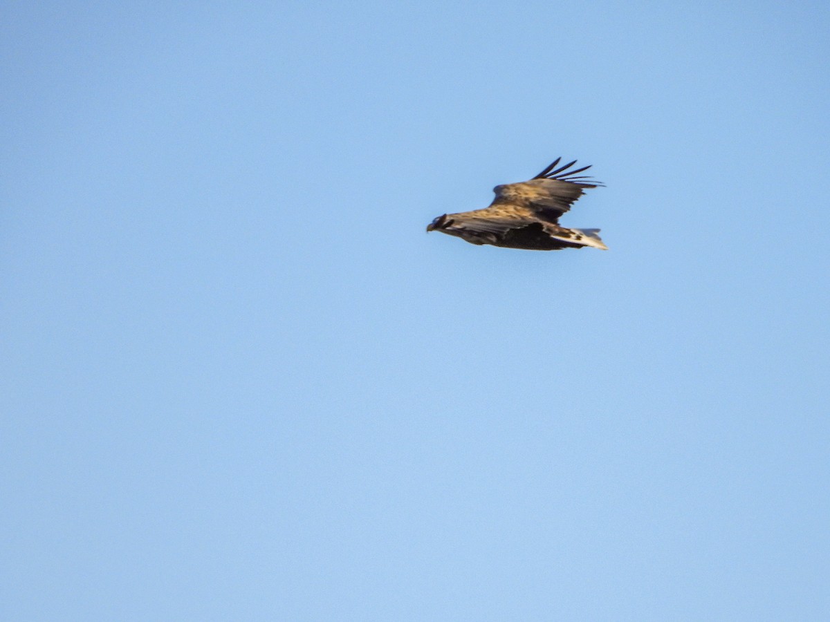 White-tailed Eagle - ML189259631