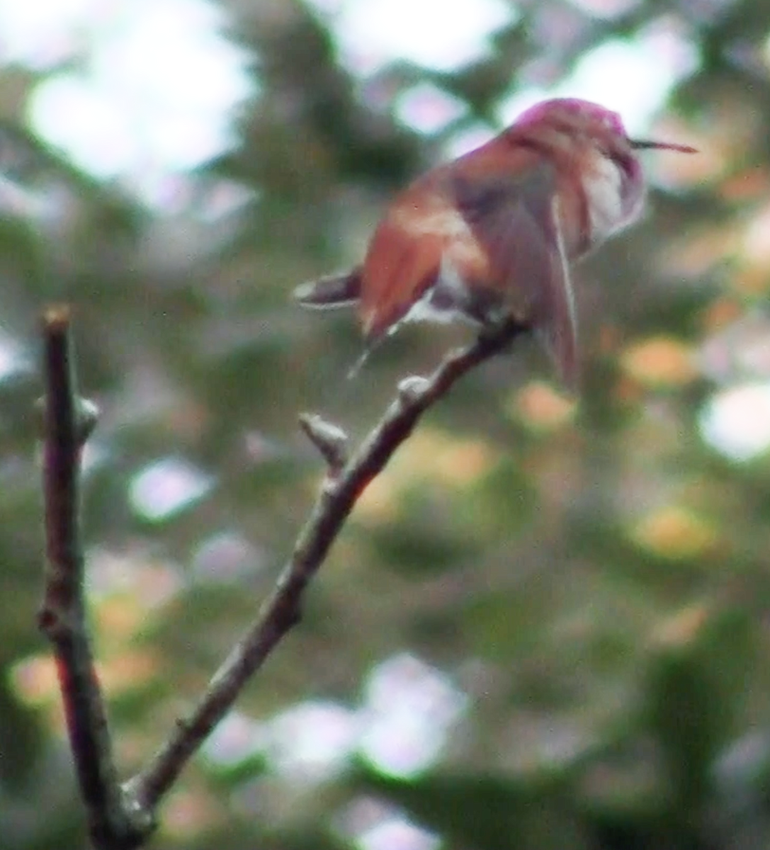Rufous Hummingbird - ML189259671