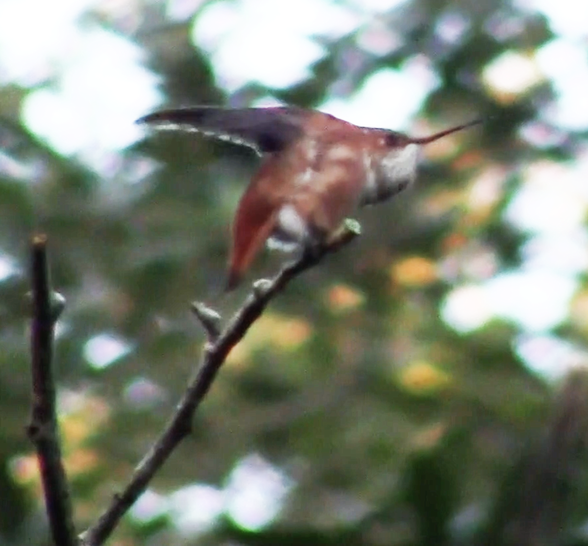 Rufous Hummingbird - ML189259711