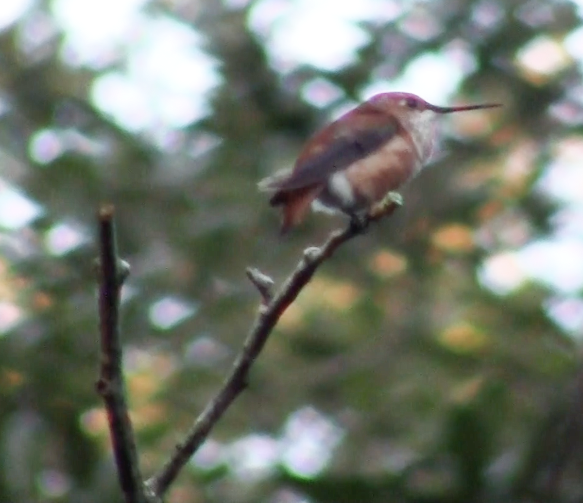 Rufous Hummingbird - ML189259751