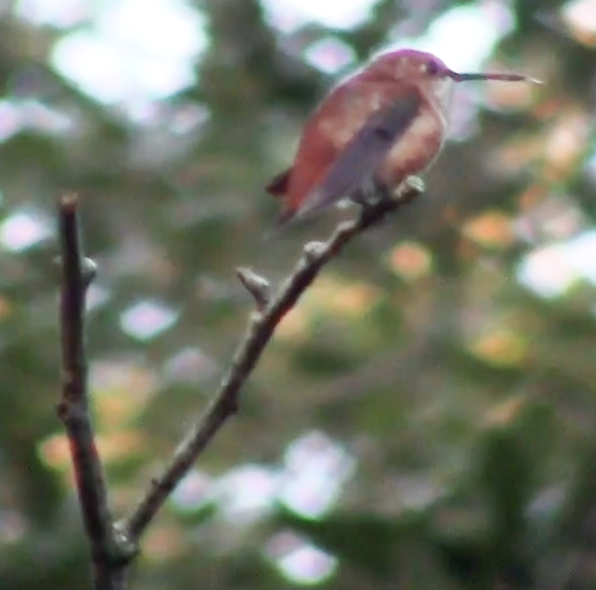 Rufous Hummingbird - ML189259761
