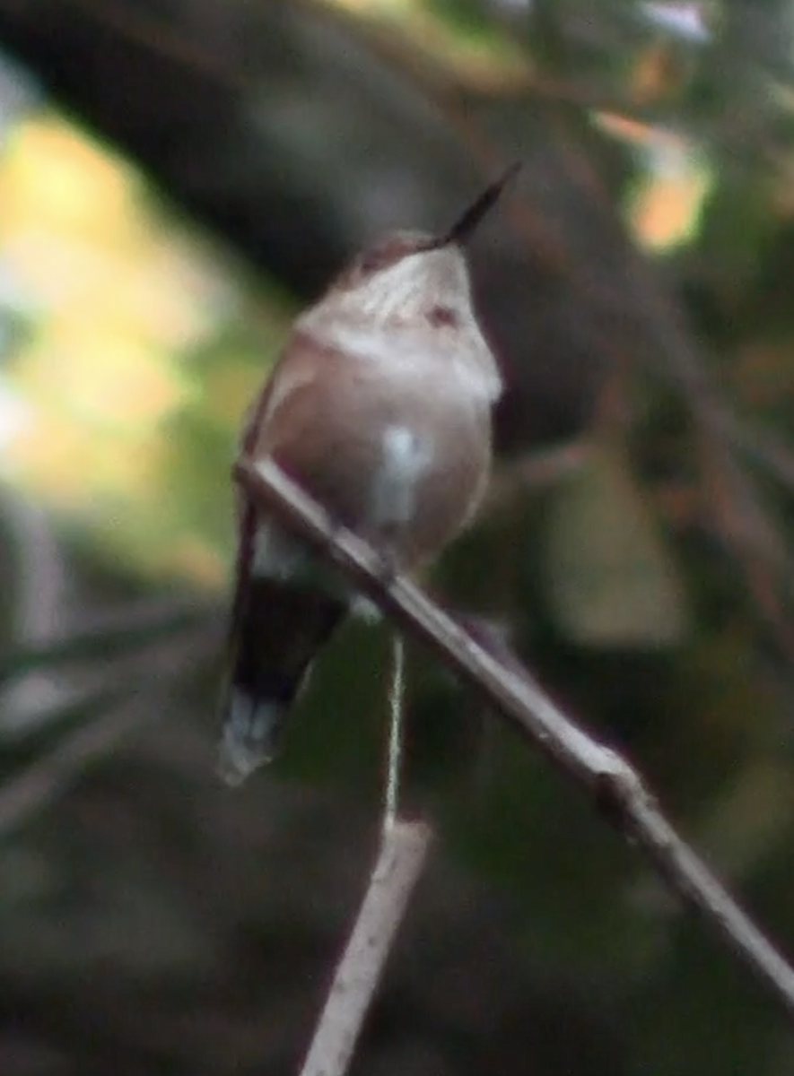 Rufous Hummingbird - ML189259801