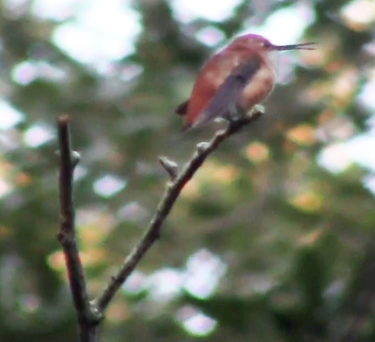 Rufous Hummingbird - ML189259871