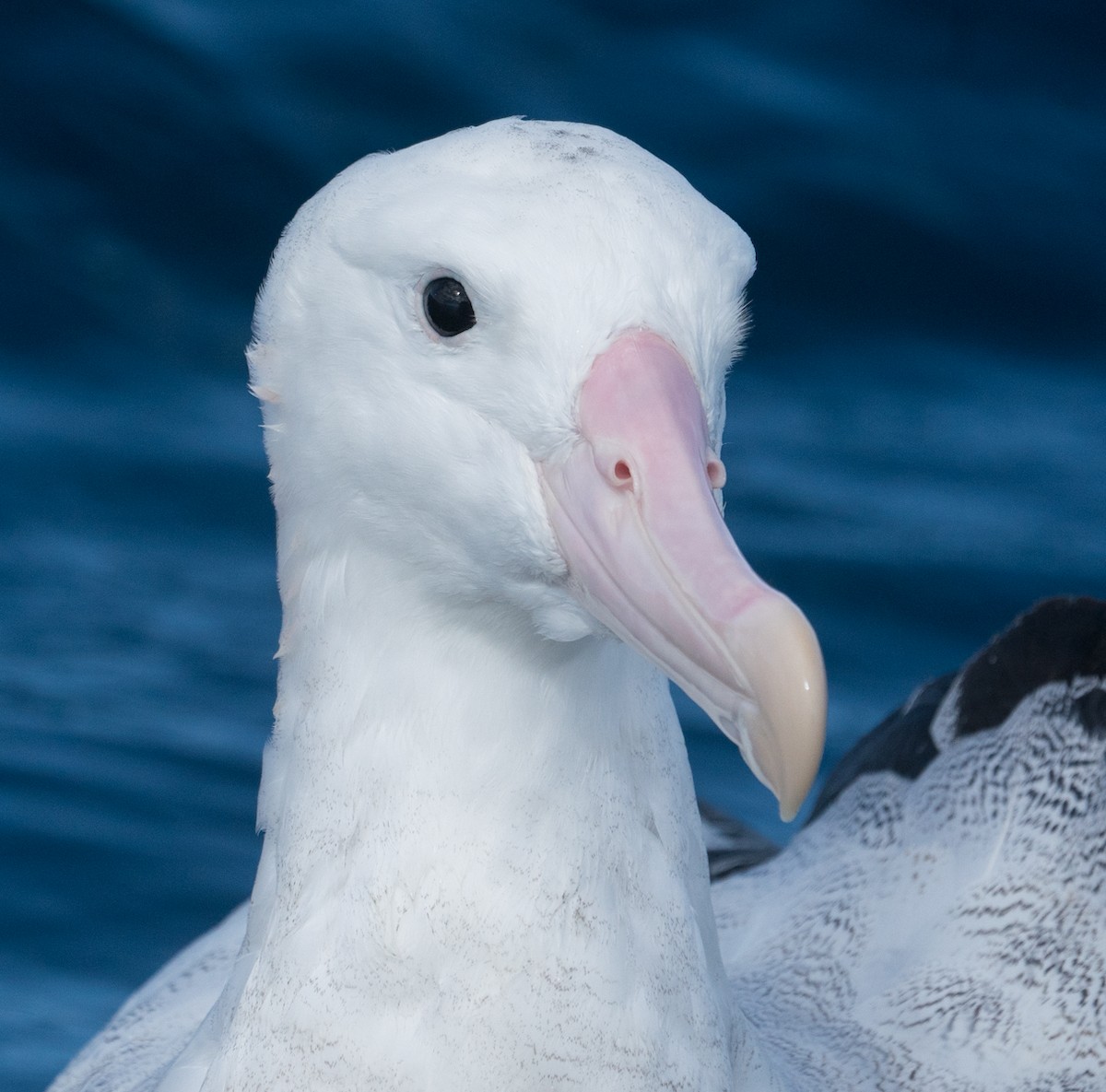 Snowy/Tristan/Antipodean Albatross - ML189259971