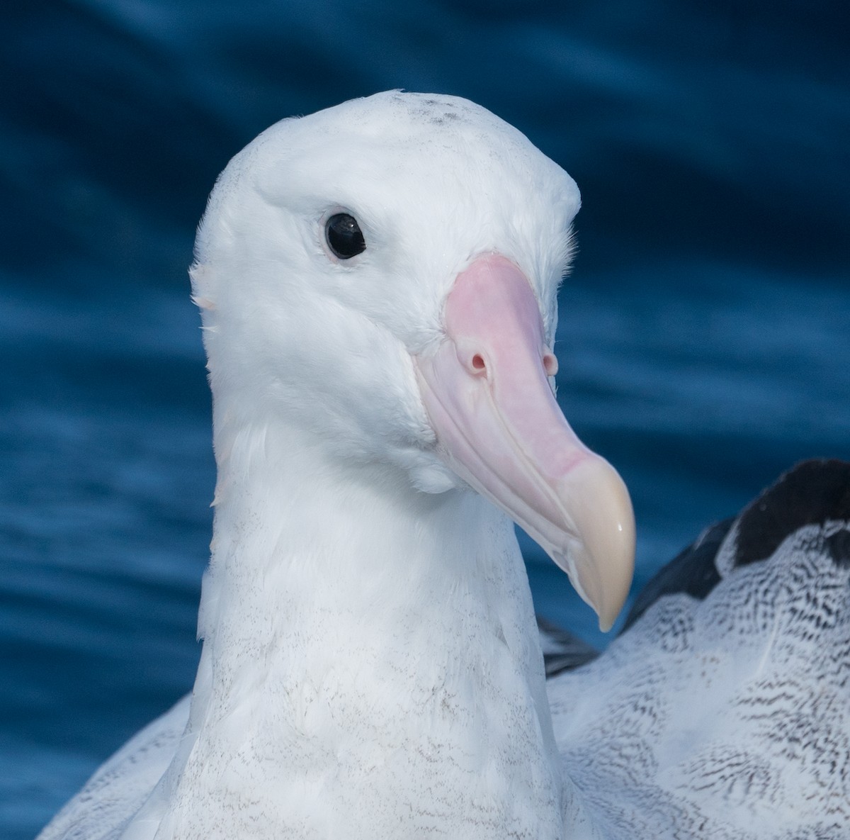 Ak Gezgin/Antipod Gezgin Albatrosu - ML189259971