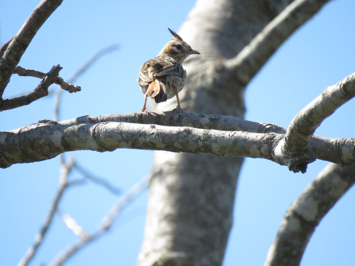 Lark-like Brushrunner - ML189260511