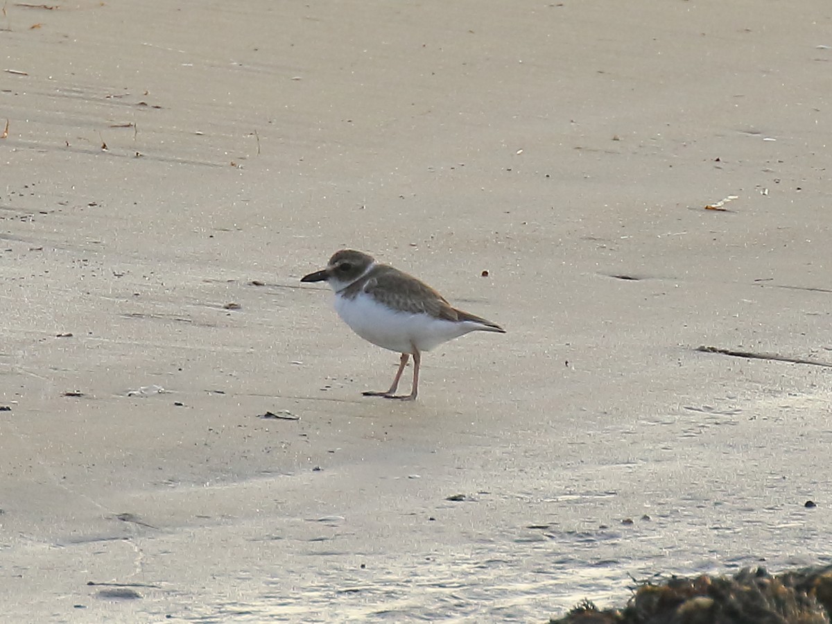 Wilson's Plover - Doug Beach