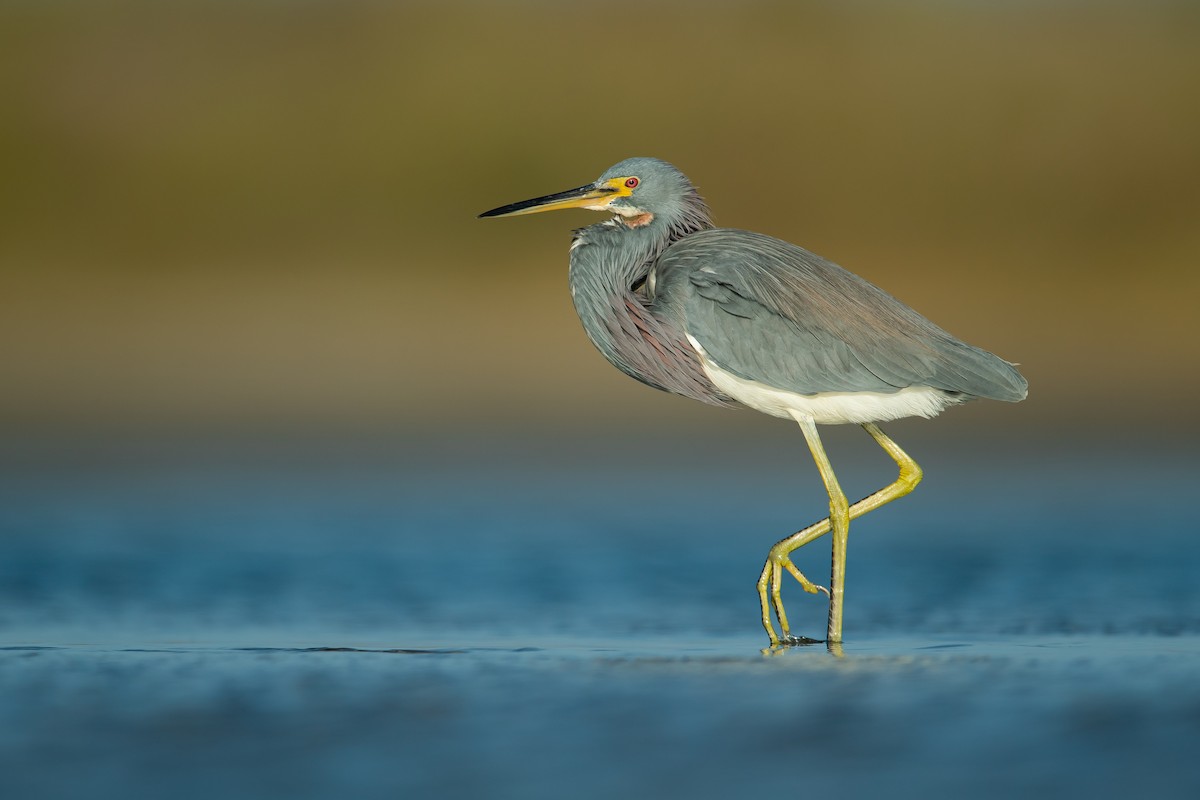 Tricolored Heron - Dorian Anderson