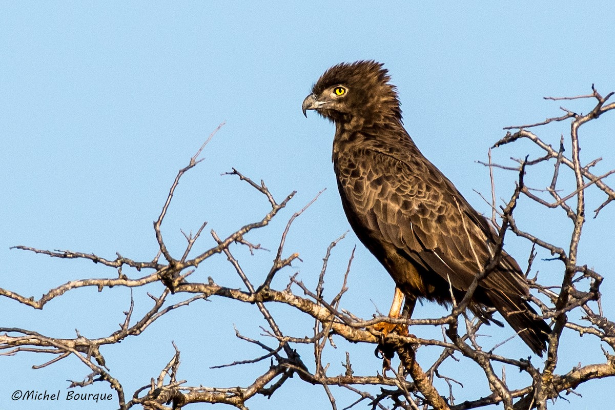 Brown Snake-Eagle - ML189265271