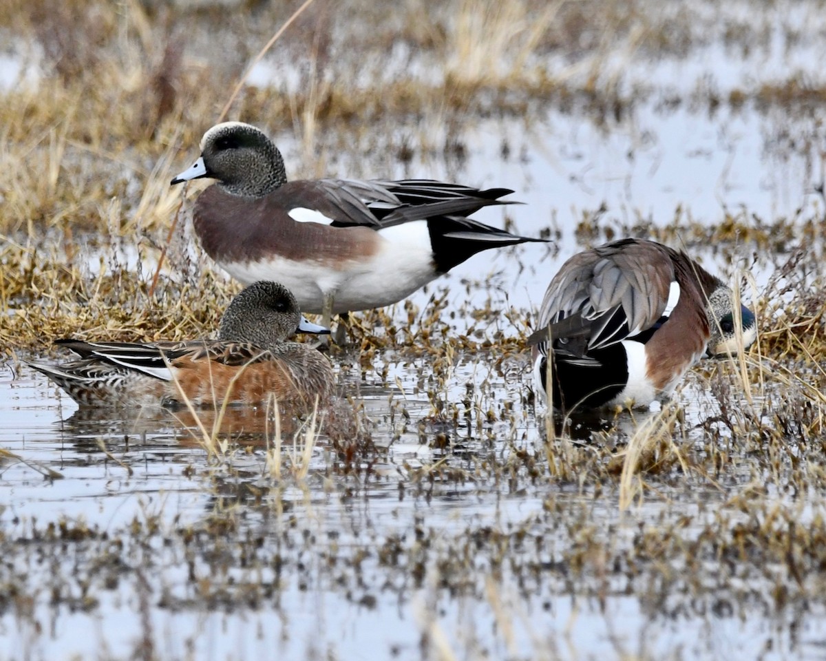 American Wigeon - ML189265521