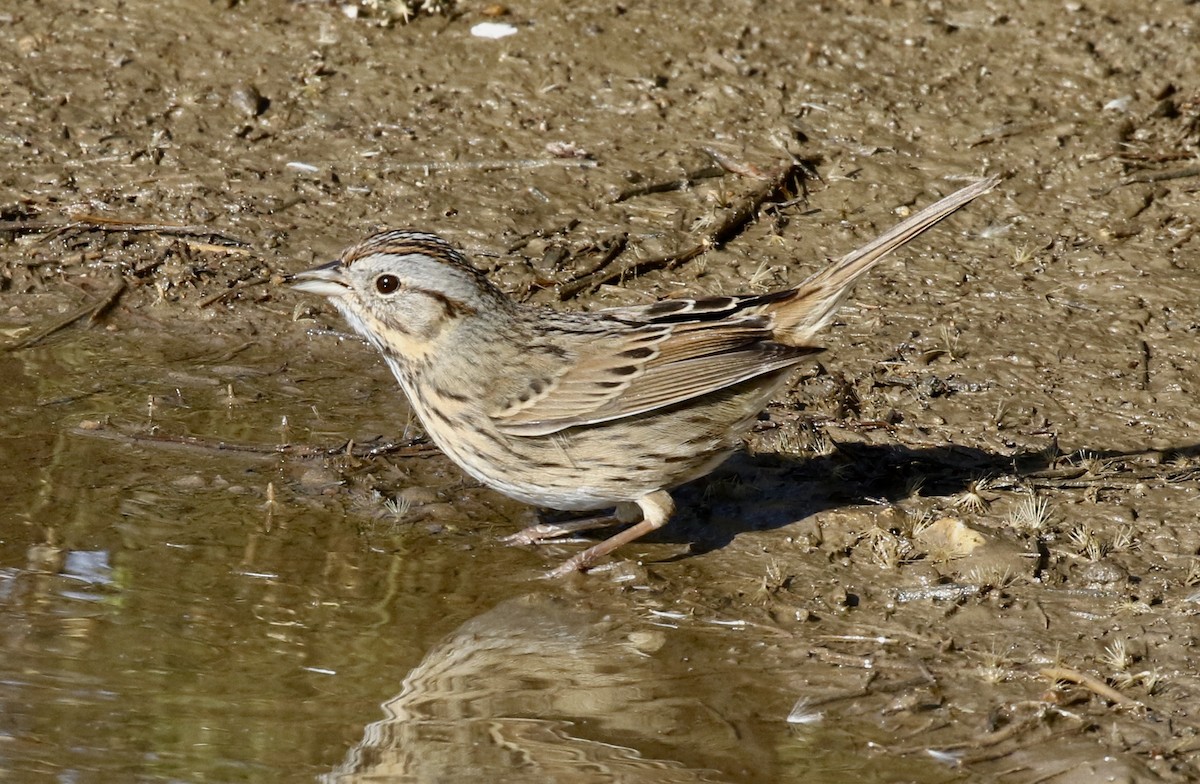 Lincoln's Sparrow - ML189265621