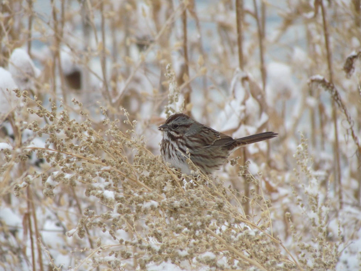 Song Sparrow - ML189267691