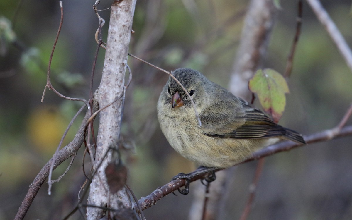 Small Tree-Finch - ML189270491