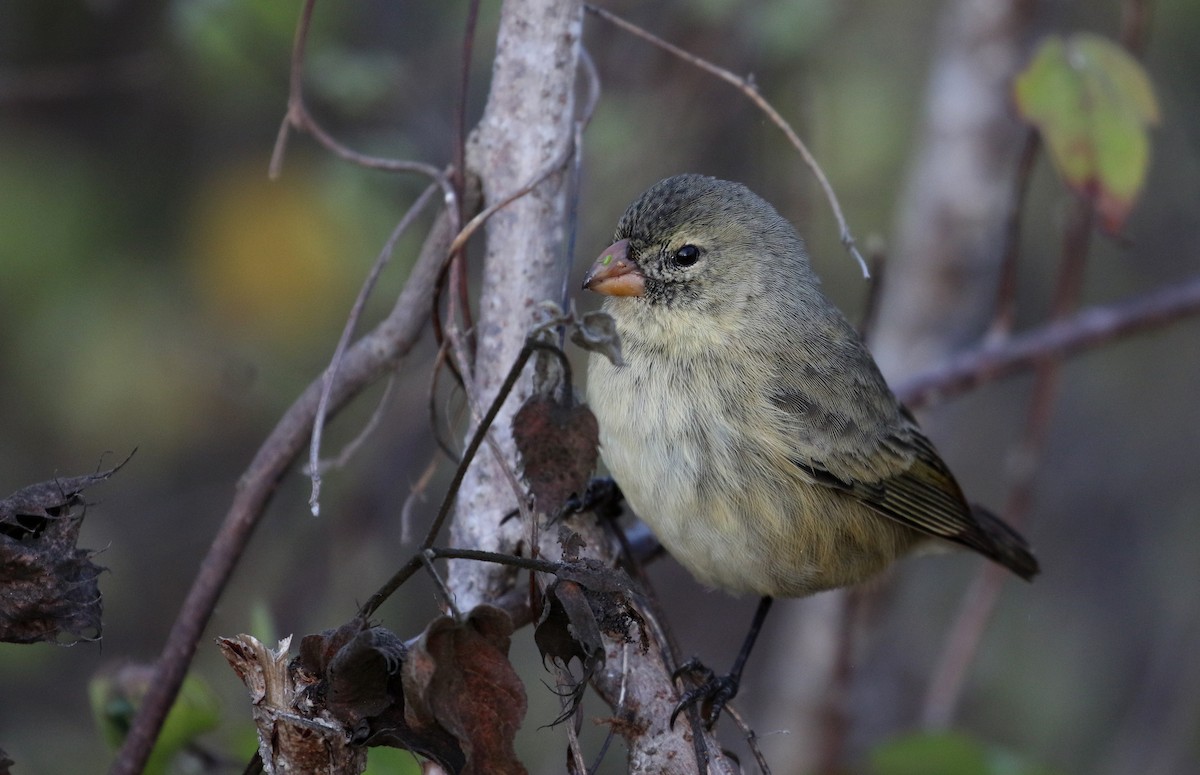 Small Tree-Finch - ML189270551