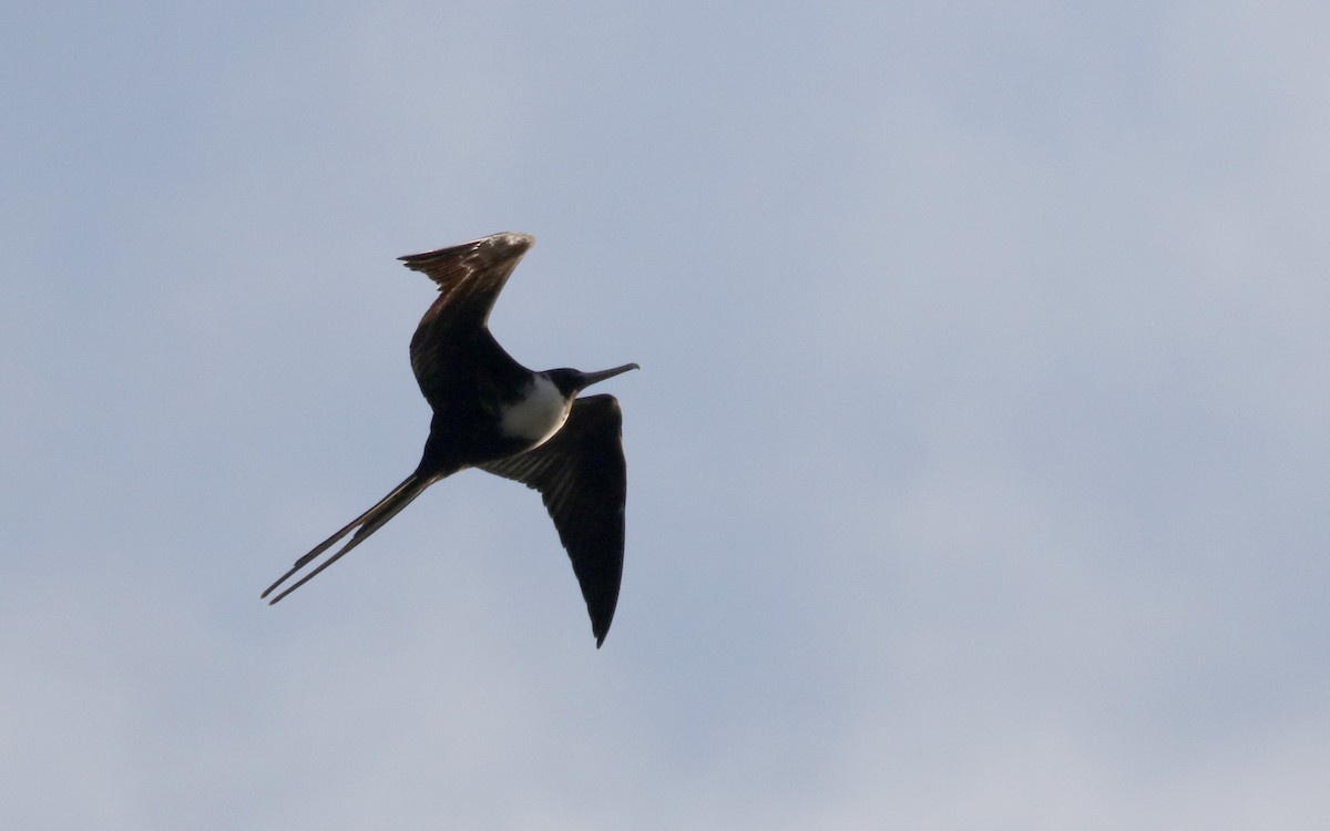 Magnificent Frigatebird - ML189271061