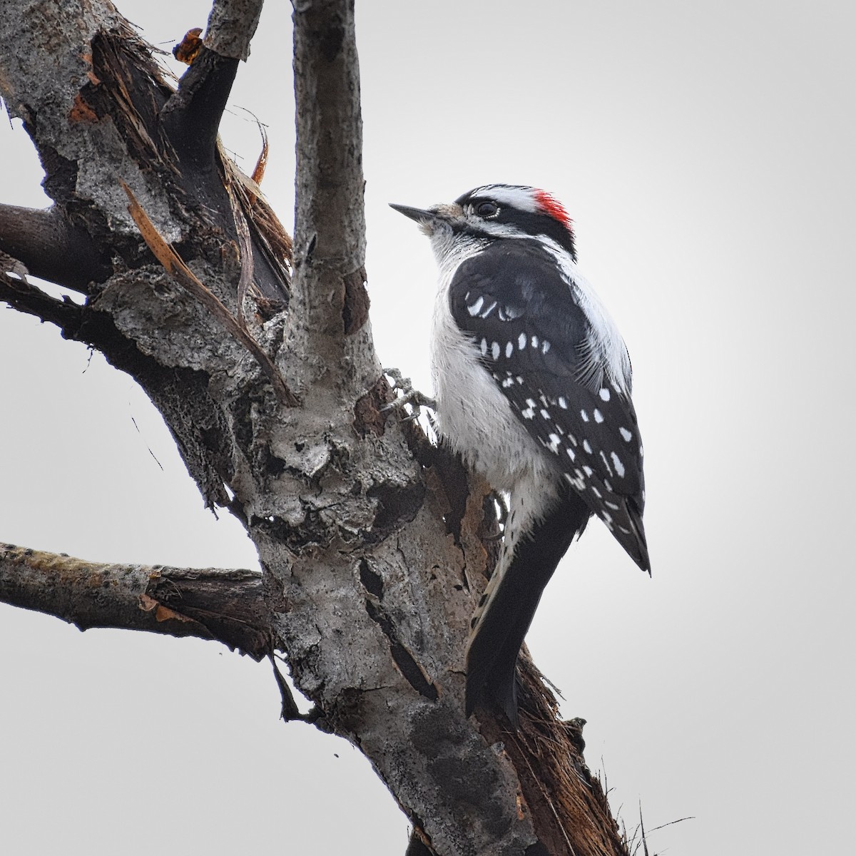 Downy Woodpecker - ML189271581